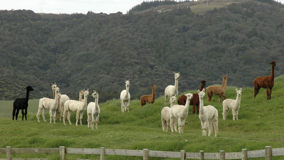 Alpaca tours waipu northland countryside