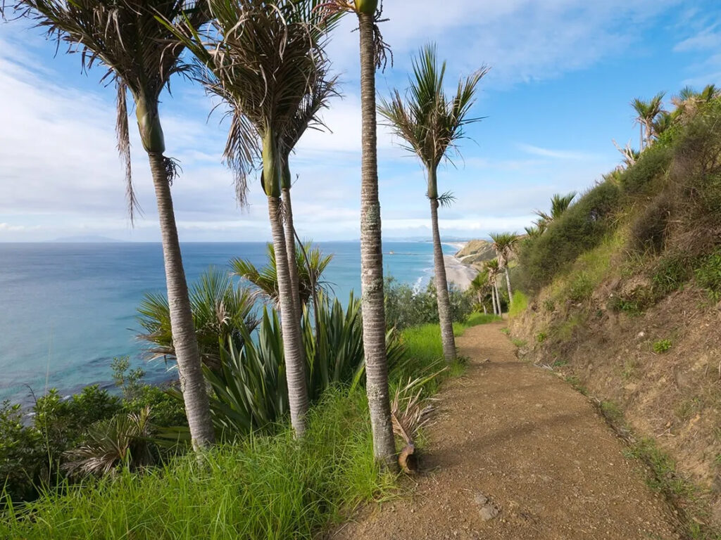 mangawhai heads cliff walk coastal track northland views