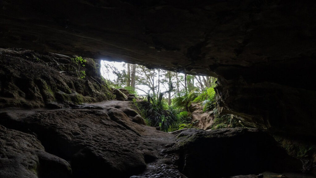 waipu caves walk glow worm cave track northland