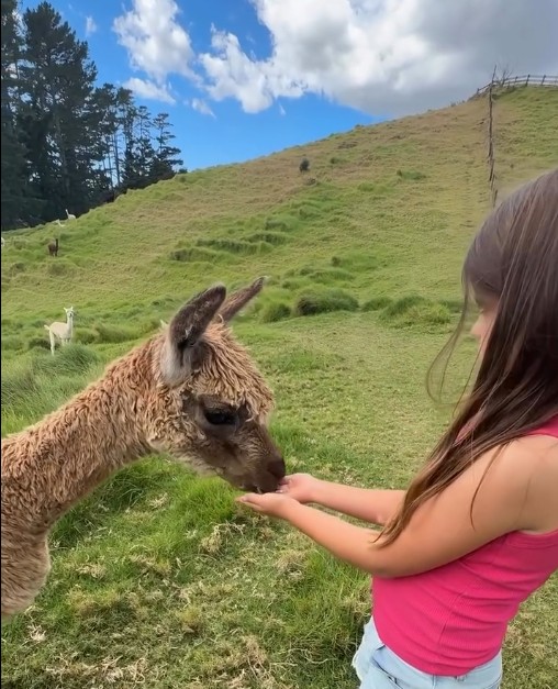 Girl feeding Alpaca in Waipu Farm