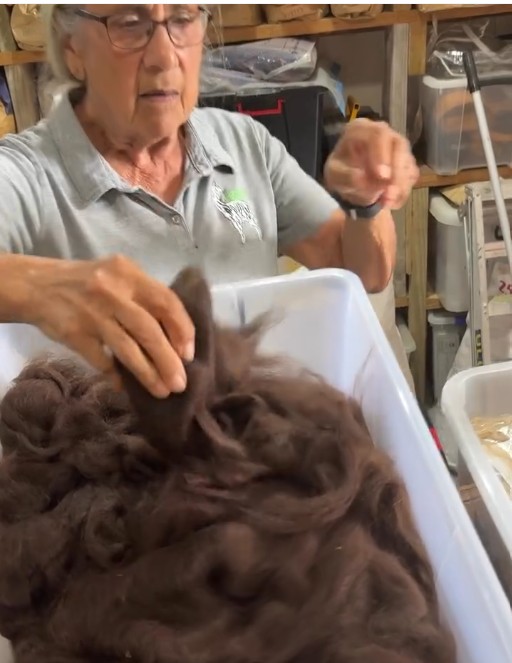 Cleaned Alpaca Hair